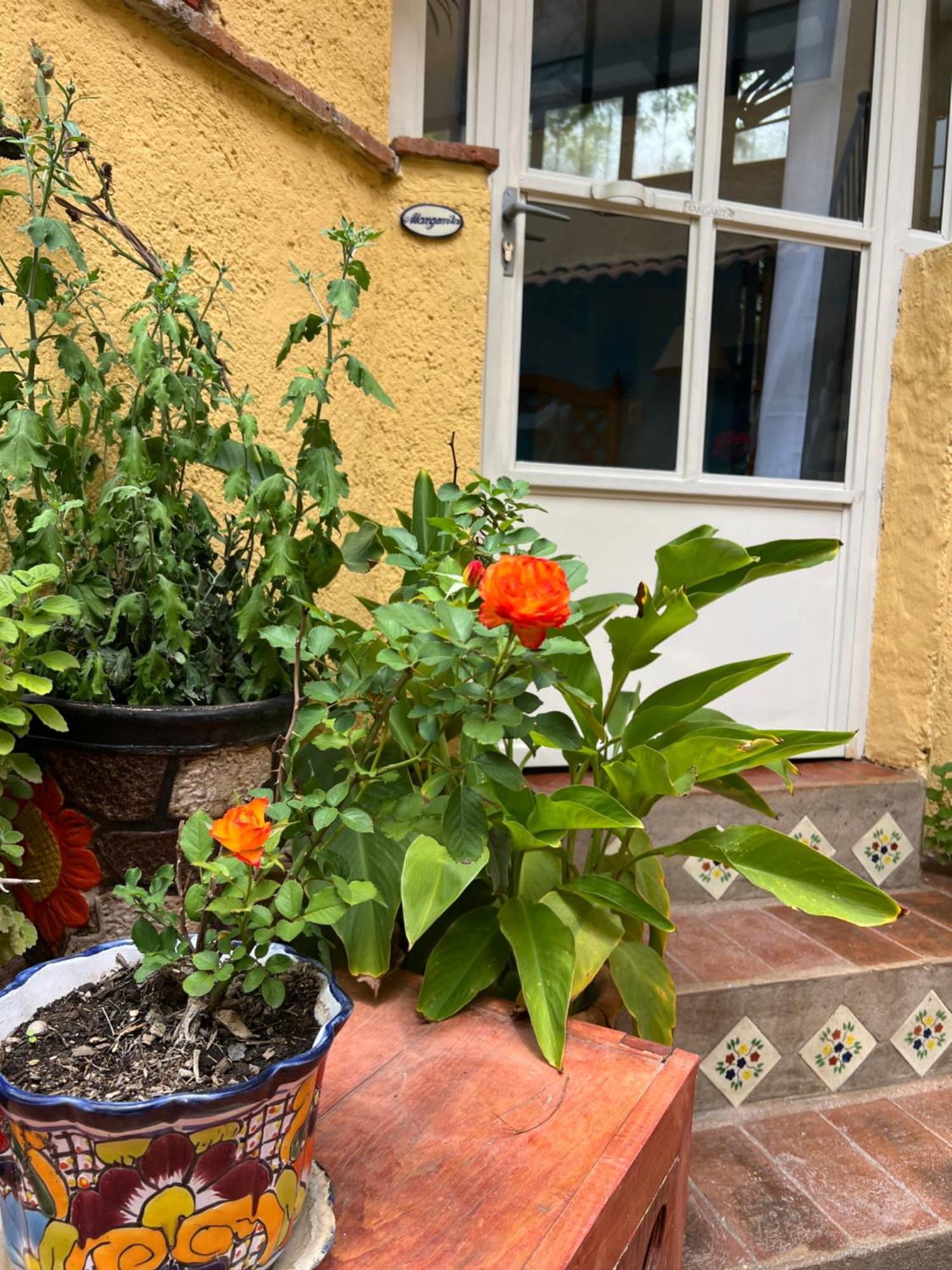 Boutique Hotel Casa Camellia Сан Мигел де Аленде Екстериор снимка
